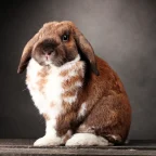El Hogar Perfecto Para Tu Conejo