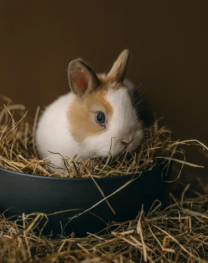 Productos para conejos