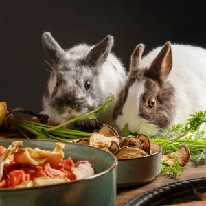 Qué comen los conejos según su edad