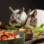 Qué comen los conejos según su edad