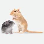 Hamsters y Jerbos